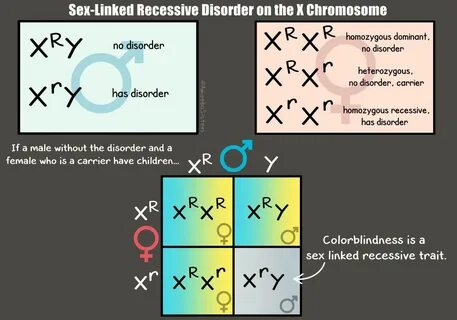 Can A Recessive Trait Be On The Y Chromosome - Kara Gordon