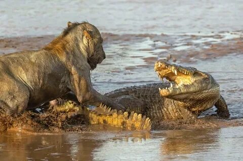 Лев против крокодила. Кто кого? Animal Kingdom Яндекс Дзен