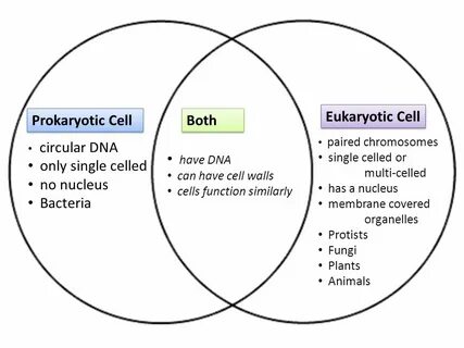 prokaryotic and eukaryotic cells similarities and difference