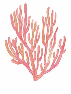 Coral Clipart Seaweed and other clipart images on Cliparts p