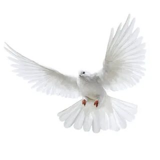 White Flying Pigeon Png Image PNG Image White pigeon, Flying