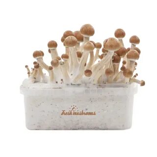 Fresh Mushrooms Magic Mushroom Grow Kit - Ecuador XP Magic-T