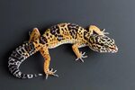 Leopard Gecko Eublepharis Macularius Photograph by David Ken