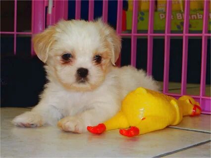 Craigslist Maltese Puppies : Maltese Puppies For Sale - Teac