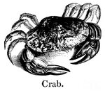 Crab Drawing by English School Fine Art America