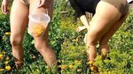 picking marigold flowers 🌻 🌼 - YouTube
