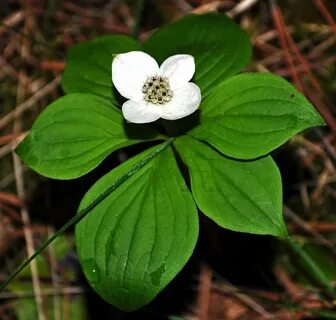 Online Virtual Flora of Wisconsin - Cornus canadensis