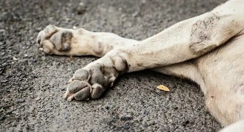 Maltrato animal: casi 40 perros callejeros y caseros han sid