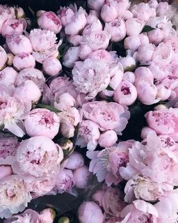 fleur aesthetic: Photo Peony flower photos, Pretty flowers, 