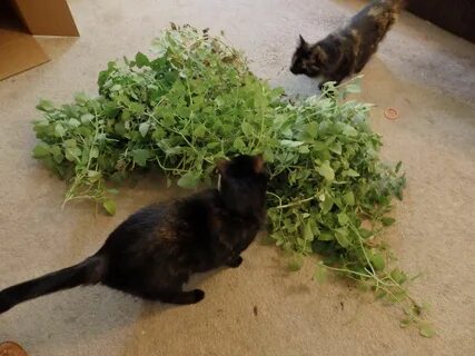 Catnip harvest. Catnip, Harvest, How to stay healthy