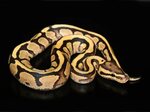 Fire Yellow Belly Ball Python For Sale - pic-future