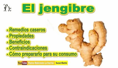 El jengibre propiedades beneficios. Contraindicaciones del j