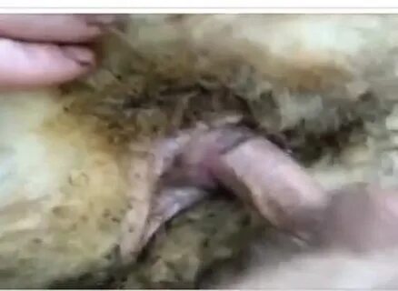 Man Fucking A Female Sheep - Porn Photos Sex Videos