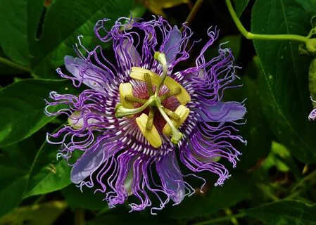 Purple Passionflower by Matthew Beziat Passion flower, Passi