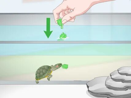 red ear slider age chart - Fomo