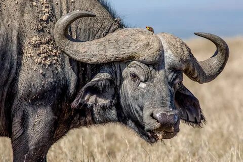 african buffalo HD wallpapers, backgrounds