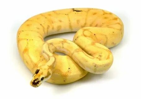 Banana Leopard Spider Ball python, Python snake, Ball python