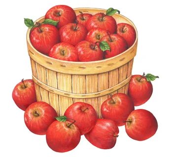 Watercolor illustration of a bushel basket filled with Red D