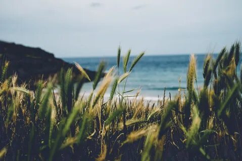 Скачать обои summer, beach, sea, England, seaside, wheat, Co