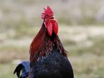 Category:Rooster behavior Chicken Wiki Fandom
