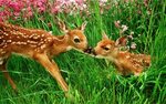 Lovely wild sika deer - Desktop Wallpaper
