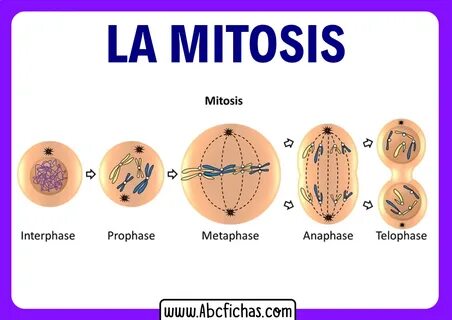 Mitosis boobs gif