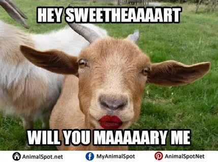 Funny goat Memes