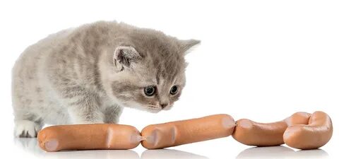 #828576 Cats, Vienna sausage, Kittens, White background - Ra