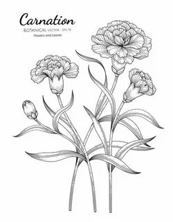 Carnation Flower And Leaf Hand Drawn Botanical Illustration 