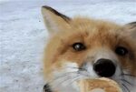 Гифка лис fox лисица гиф картинка, скачать анимированный gif