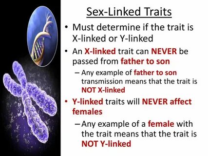 Sex-Linked Traits & Pedigrees. - ppt download
