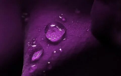 Free download violet leaf with water drop wallpaper thumb Be