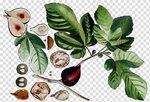 Free download Fig Tree, Fruit, Bell Jar, Common Fig, Herbali