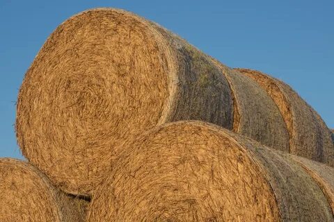 Round bales of straw free image download