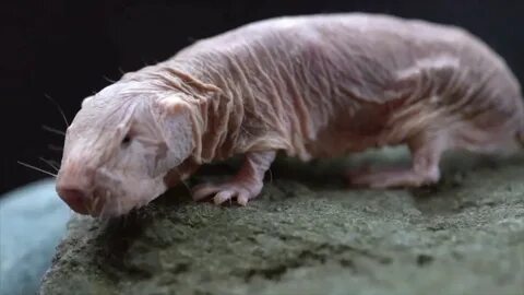 hairless rats for sale Online Shopping