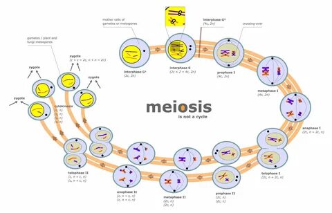 meiosis Science Mitosis, Teaching biology, Science biology