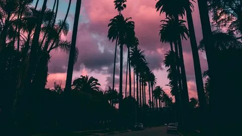 Download wallpaper 2560x1440 palm trees, sunset, clouds, tro