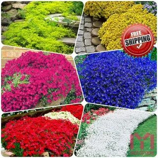 100pcs Creeping Thyme Seeds Multi color Rock Cress Seed Arom