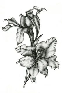 Gladiolus Drawing : 256x226 collection of gladiolus drawing 