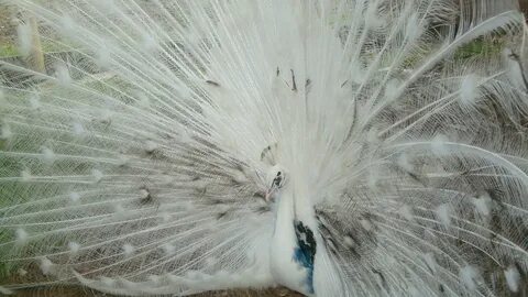 Silver Pied Peafowl Peafowl, Rare breed, Beautiful birds