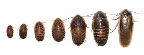 How to Choose the Right Size Dubia Roaches for Your Pet