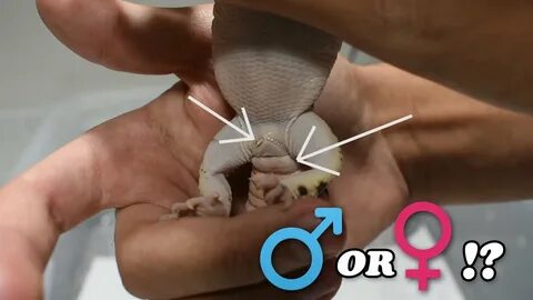 How to Sex a Leopard Gecko Leopard Gecko Tutorial - YouTube