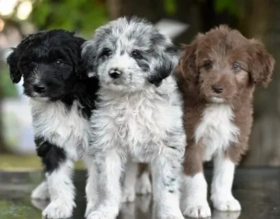 Australian Shepherd Mix Puppies Oregon - Daily Post Internet