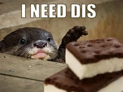 21 Funny Pictures of Otters #funnyotters #funnyanimals #funn