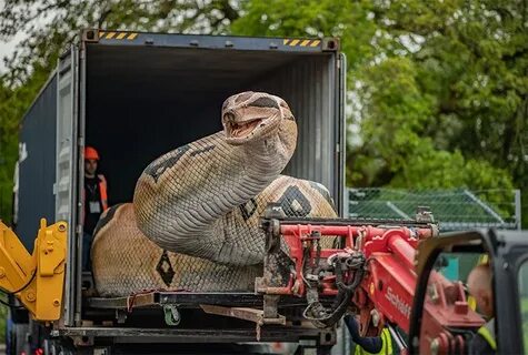 Seals, sunsets and giant snakes - May’s best science images 