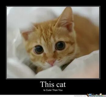 This Cat Meme - Cat Planet Cute cat memes, Cute cats, Why do