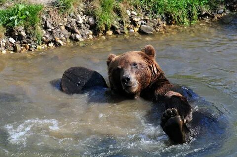 Американский черный медведь - картинки в разделе Животные