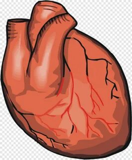 Human Body - Real Heart Cartoon Transparent, Transparent Png