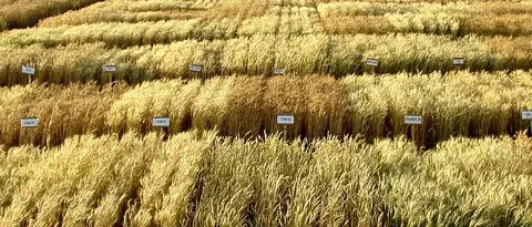 wheat varieties 28 images * Boicotpreventiu.org