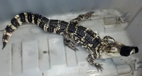 At a Brooklyn Home, Police Find Drugs, Guns and an Alligator